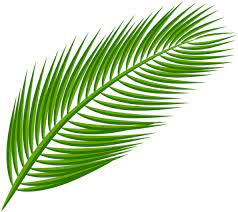 Palm Leaf Transparent Clip Art Image Leaves Palm Leaves Leaf Art