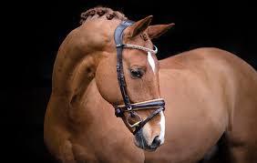 13 Ergonomic Headpieces To Ensure Maximum Comfort Horse