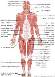 Human Body Muscle System Human Muscular System Muscular System Anatomy