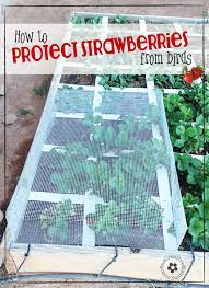 Strawberries are lovely, if the haven't got huge chunks missing from them! How To Protect Strawberries From Birds Cage Tutorial Onecreativemommy Com