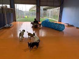 Maybe you would like to learn more about one of these? Lucy S Doggy Daycare And Spa 82 Photos 133 Reviews Pet Groomers 937 S Laredo St San Antonio Tx Phone Number
