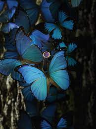 Fuente Fairies Wing Tumblr Com C S Mariposa Morfo Azul Imagenes Asombrosas Mariposas Fondos De Pantalla