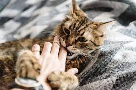 Bei älteren katern ist das reviermarkieren manchmal durch eine kastration nicht mehr reversibel. Aggressives Verhalten Der Katze Nach Der Kastration Warum Was Tun