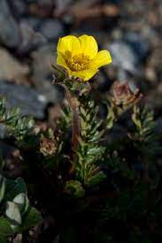 Geum Rossii Wikipedia Wild Flowers Plants Photography