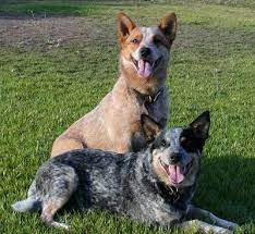 Life Of Animals Animal Life In The Wild Australian Cattle Dog