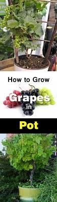 Growing grapes can be done all by yourself without any helps from expert gardeners. Growing Grapes In Containers How To Grow Grape Vine In Small Spaces Plants Container Gardening Fruit Garden
