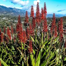 Image result for Aloe carnea