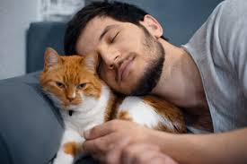 Weniger Dates wegen der Katze? Das zeigt eine neue Studie!