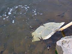 Sturgeon General ~ Winter 2006