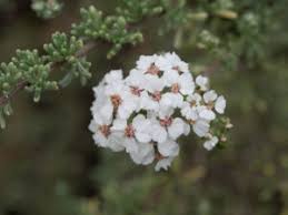 Image result for Eriocephalus