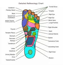 Wellness Acupressure Foot Reflexology Charts Foot