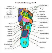 reflexology chart of the foot foot reflexology