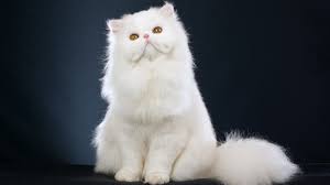 Mau tahu harga kucing anggora persia himalaya, flatnose, peaknose terbaru? Harga Kucing Persia Harga Jual Beli Anak Kucing Persia Exotic Himalaya
