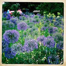 Purple Flowers In Doddington Hall Garden Tuin