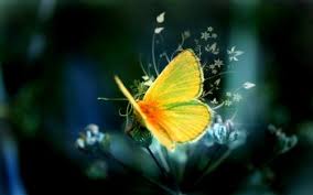 We did not find results for: 1800 Butterfly Hd Wallpapers Background Images