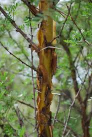 Image result for Acacia exuvialis
