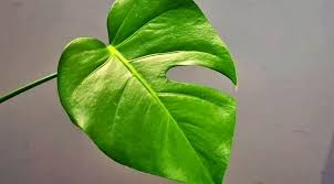 Tropical monstera leaf illustration isolated on white background. Do Monstera Leaves Grow Back Please Tell Me They Do Better Leaves
