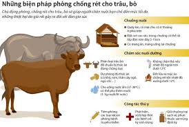 Một số biện pháp kỹ thuật nhằm phòng chống đói, rét cho trâu bò vụ Đông Xuân  năm 2023- 2024