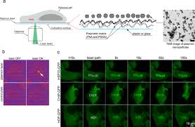 Thermal interface materials (tims) are used in a huge variety of forms and applications. Microthermal Induced Subcellular Targeted Protein Damage In Cells On Plasmonic Nanosilver Modified Surfaces Evokes A Two Phase Hsp P97 Vcp Response Nature Communications