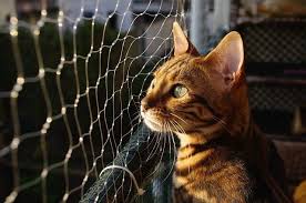 Bengal cats come in a variety of colors, including silver, brown, black, cinnamon, blue, and torbie. Do Bengal Kittens Spots Change Here S What To Expect Upgrade Your Cat