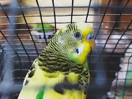 Haimom is the best resource for irish first names girls with meanings. 270 Funny Cute Bird Names We Re All About Pets