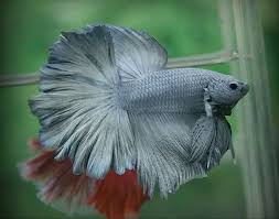 Pin On Fishy