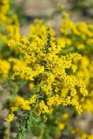 Solidago Solar Cascade Goldenrod From North Creek Nurseries Plants Perennials Flowers Perennials