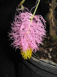 Image result for Dichrostachys