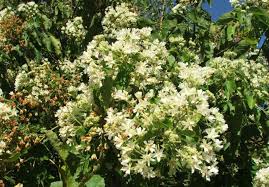 Image result for Dombeya