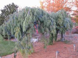 Weeping white pine ( pinus strubus pendula) is a small cultivar of the white pine family. The Weeping White Pine Rotary Botanical Gardens