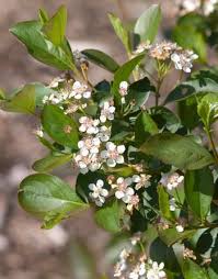 Aronia Melanocarpa Viking Black Chokeberry Native Garden Bailey Nurseries Chokeberry