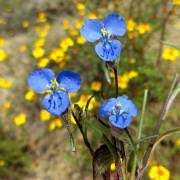 Image result for Commelina bracteosa