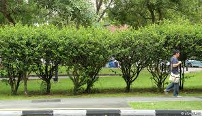 Image result for Ochna kirkii
