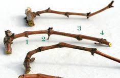 Pin On Jardin