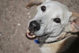 flower power fur altere hunde alles haustier alter hund hunde hunde in not