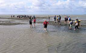 Until the completion of the ijsselmeer dam (afsluitdijk), the wadden sea. Waddenzee Bijzonder Werelderfgoed Ecomare Texel