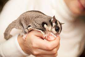 Preço do ouro por quilo. Petauro Do Acucar Veja Curiosidades E Como Cuidar Do Sugar Glider Guia Animal