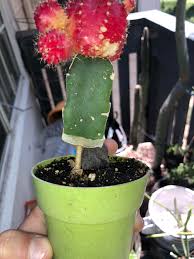 It is actually two separate cacti grafted the top bulbs are unable to survive on their own, as they are unable to make their own chlorophyll — this is how they have such vibrant colors. My Moon Cactus Graft Rotted Away At The Bottom Last Year But Decided It Was Fine And Healed Up Now It Supports Itself On Its Main Stem Without Any Surrounding Green I