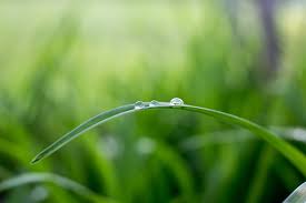 As a general rule, keep sod and soil moist all throughout the day. How Do I Care For My New Sod
