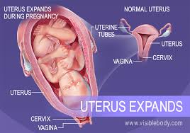 You have to check it's private part in order to find the gender. Female Reproductive Structures
