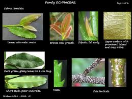Image result for Ochna beirensis