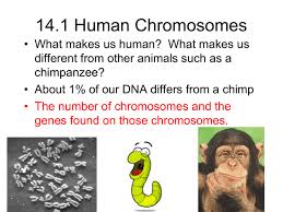 A male's complete set of genetic dna is represented by which of the following? 14 1 Human Chromosomes