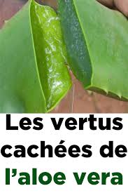 Les Vertus Cachees De L Aloe Vera Nutrition Healthy Eating Health And Nutrition Healthy Nutrition Foods