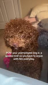 my dog is so rotten! IT’S 4:30 in the MORNING! He probably wants cheese but  it’ll have to wait! #dogmom #dogtalk #redpoodle #poodle #puppy