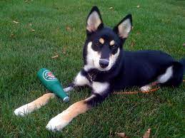 German Shepherd Husky Cross Dog Shepsky Photos Pinterest Husky Mix German Shepherd Husky Mix White Husky