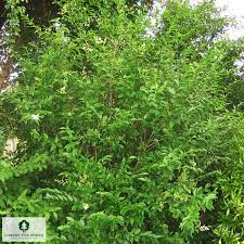 Image result for ligustrum ovalifolium