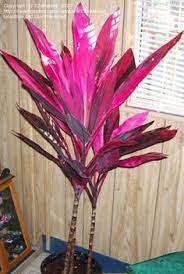 Full Size Picture Of Hawaiian Ti Plant Good Luck Plant Ti Plant Red Sister Cordyline Fruticosa Ti Plant Plants Trees To Plant