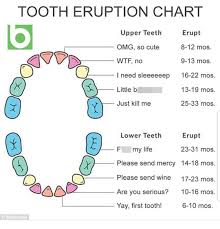 Funny Tooth Eruption Chart Teething Chart Teeth Eruption