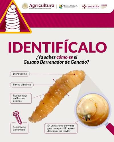 🚨 ¡Atención ganaderos! El gusano barrenador puede afectar la salud del  ganado si no se detecta a tiempo. Revísalos, atiende cualquier herida y  repórtalo. 📌 ¿Qué hacer? 📞 Llama: 800 751 21