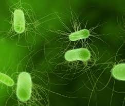 Un article de wikipédia, l'encyclopédie libre. Botulisme Les Mesures De Prevention Contre Cette Maladie